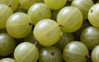 Чем полезен крыжовник: научный взгляд на любимую ягоду