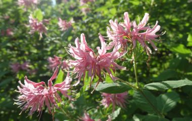 Чем полезна жимолость: 7 фактов о ягоде долголетия